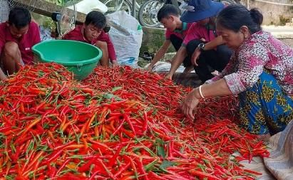 Siling Labuyo Hybrid Seeds and Free Plant Growth Serum