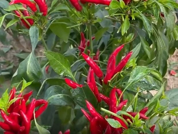 Siling Labuyo Hybrid Seeds and Free Plant Growth Serum